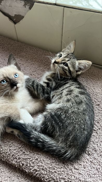 Котята ищут добрый дом
