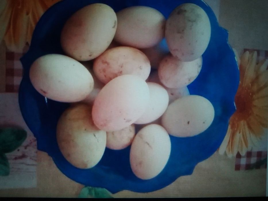 Ouă de rață alergătoare