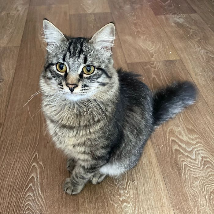 Котёнок,мальчик бесплатно