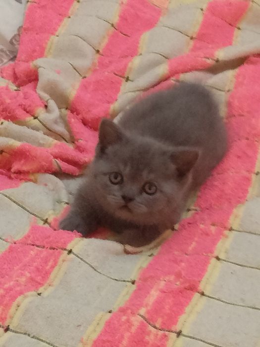 Котята Элитные котята
