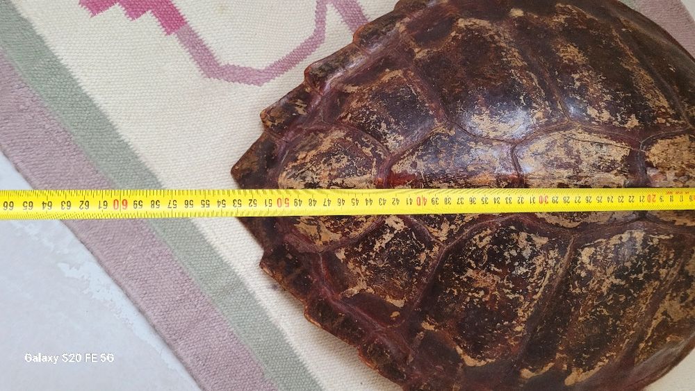 Голяма декоративна автентична коруба черупка от костенурка