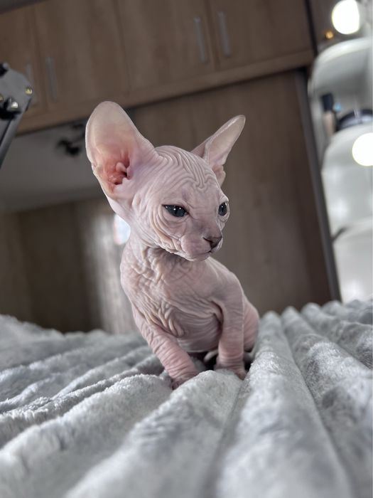 Продается котенок сфинкс