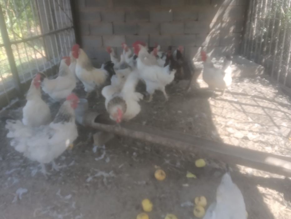 Продам кур и циплят