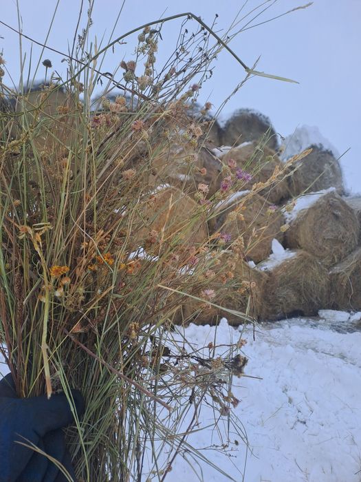 Сено.  Рулон. Шоп. 250 кг. АСТАНА.