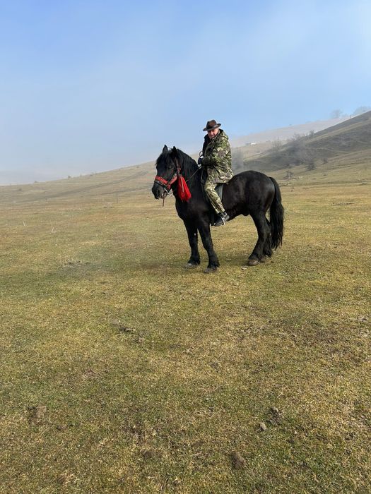 Vand armăsar  ardenez