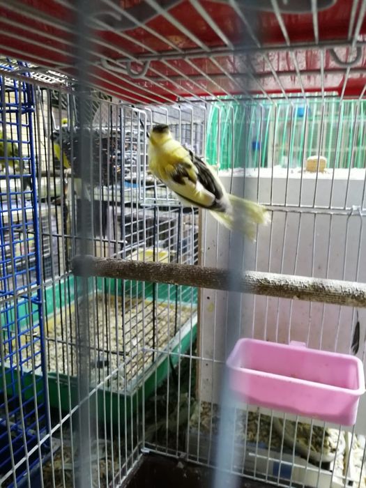 Продам кеноров из россий