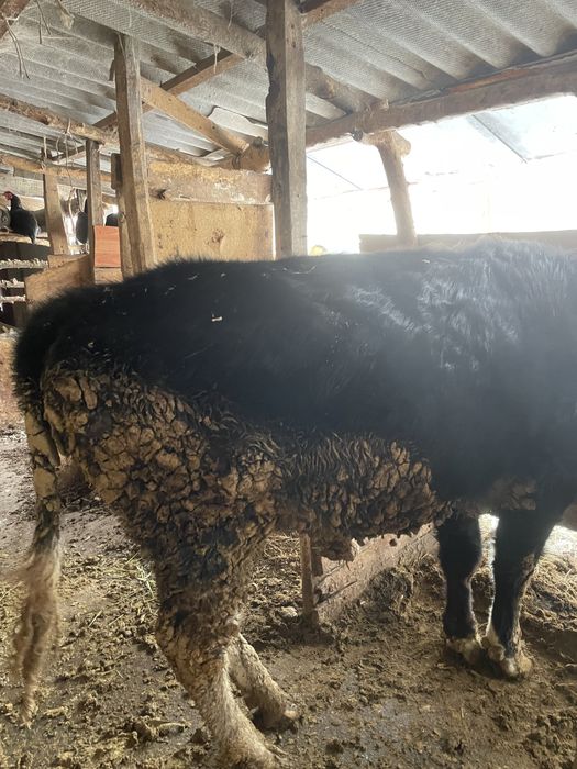 Продам срочно быка торг