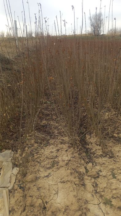 Бирьючина оптом     .