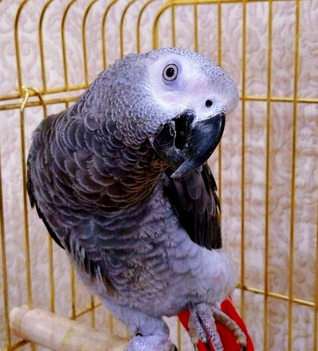 Папугай жако вместе с клеткой.