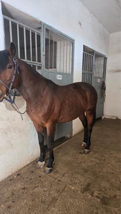 На продаже Жеребец Айгыр 6 лет