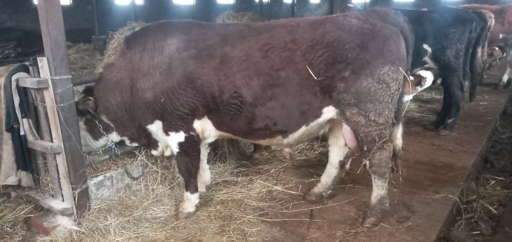 Продам быка 3 года.на откорме стоит 5 месяц...
