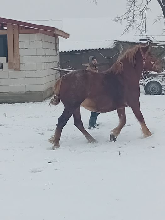 Iapa cu manza de vânzare