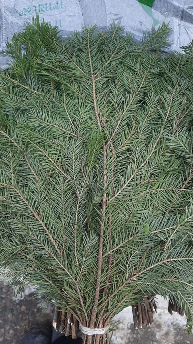 Баный веник пихта, берёза,  пихта береза