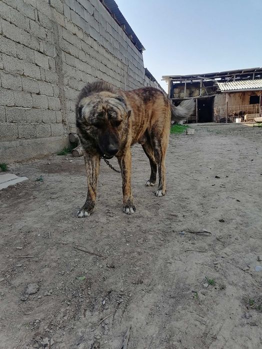 Алабай срочно ойыны жаксы