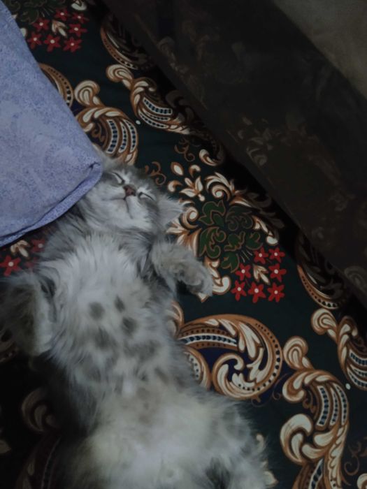 Scottish fold kalta yungli