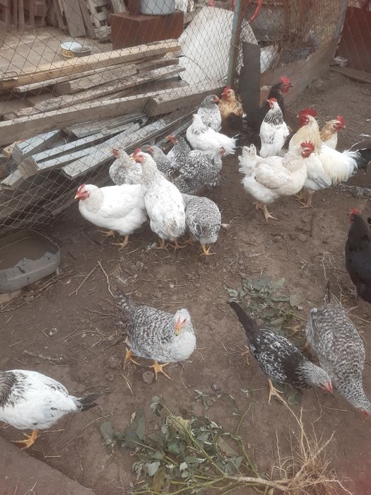 Продам петушков на племя