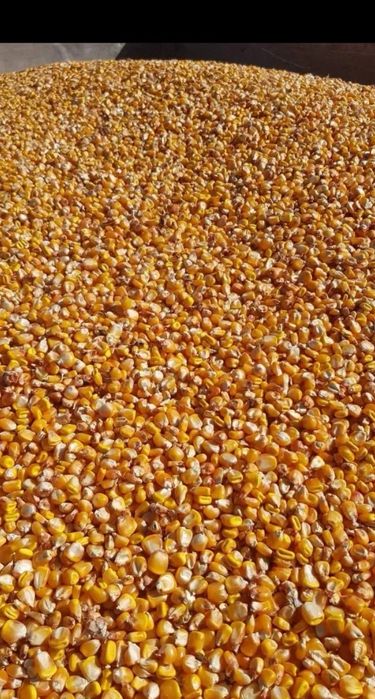 Porumb graunte boabe