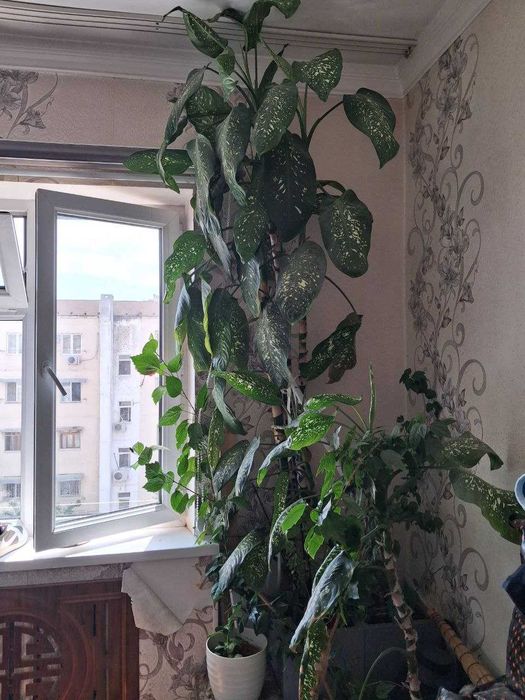 Растения для дома