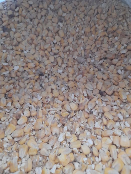 Продам кукурузу в мешках