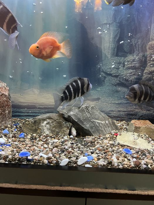 Аквариум 600 литров