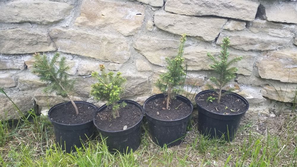 Brad Argintiu la vas de 5 litri