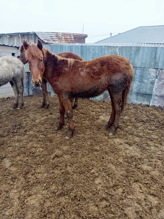 Еркек тайлар    1