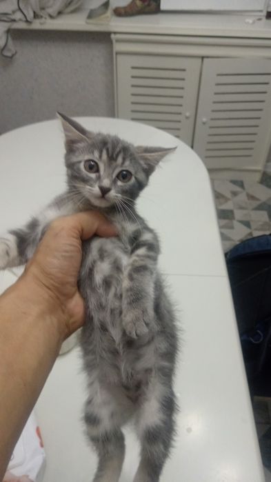 Котята домашние для