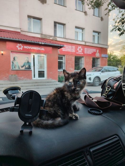 Дарю! Красивый умный!