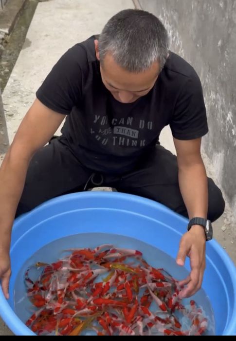 Koya baliqla sotilladi