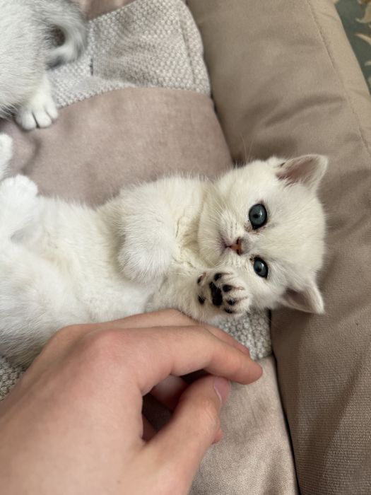 Британские шишилы котята
