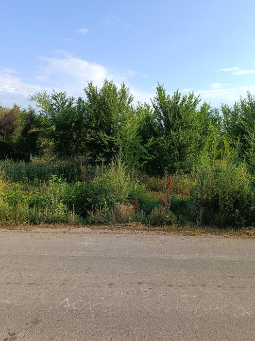 Деревья на дрова