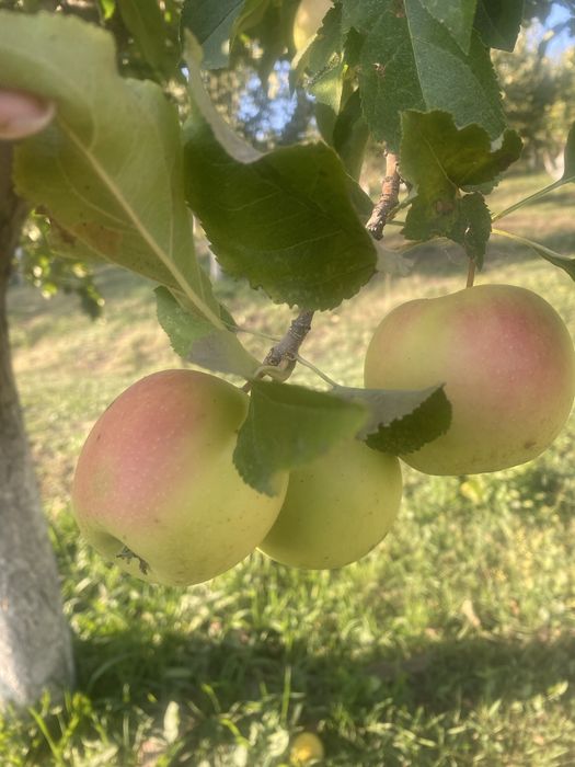 Продам яблоки оптом