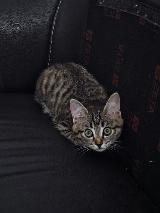 Котенок девочка 3 месяцв