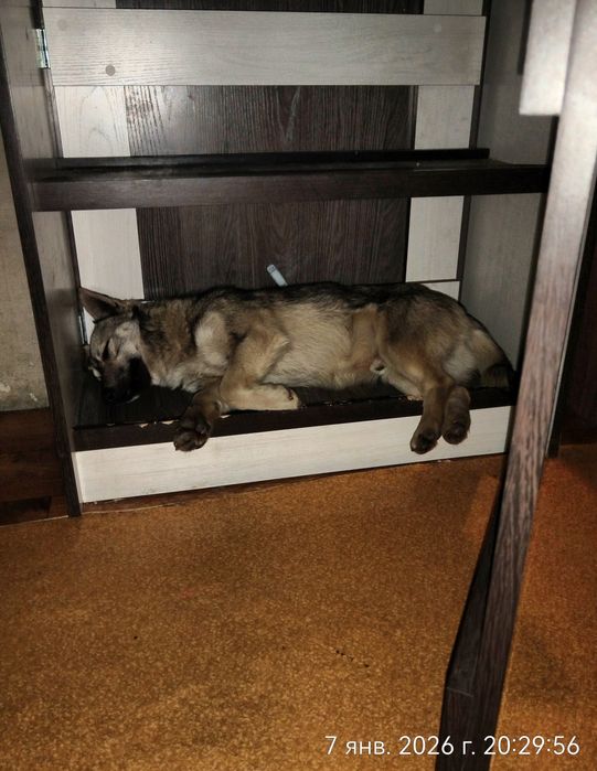 Молодой кобель в поиска дома