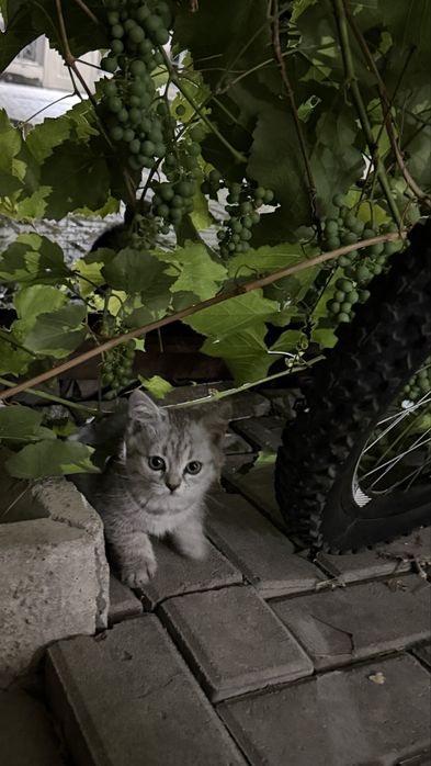 2 котенка шотландских вислоухих