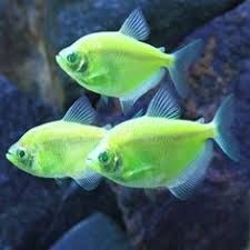 Pesti de Acvariu ; Tetra color