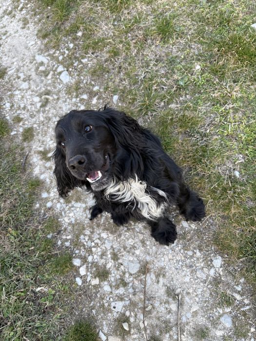 Кокер шпаньол