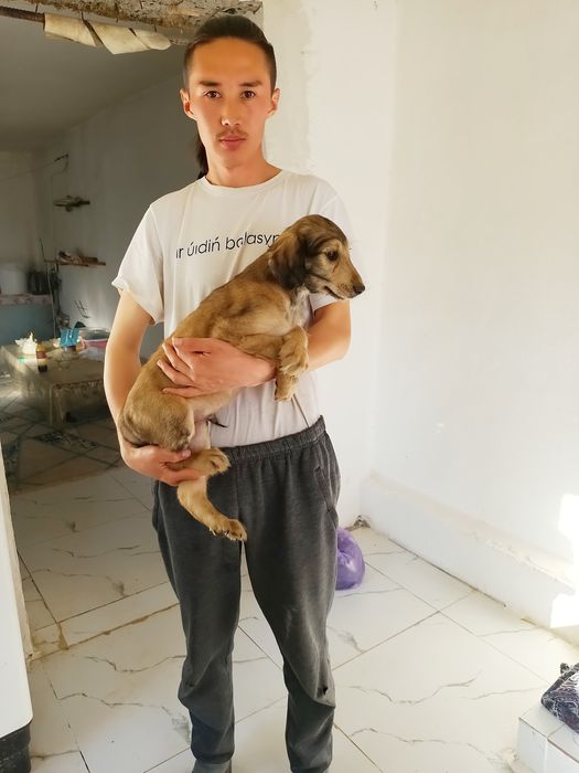 Шеньки Қырғыз Тайған