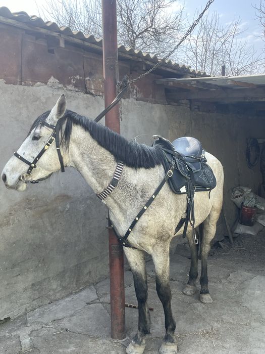 В продаже жеребец