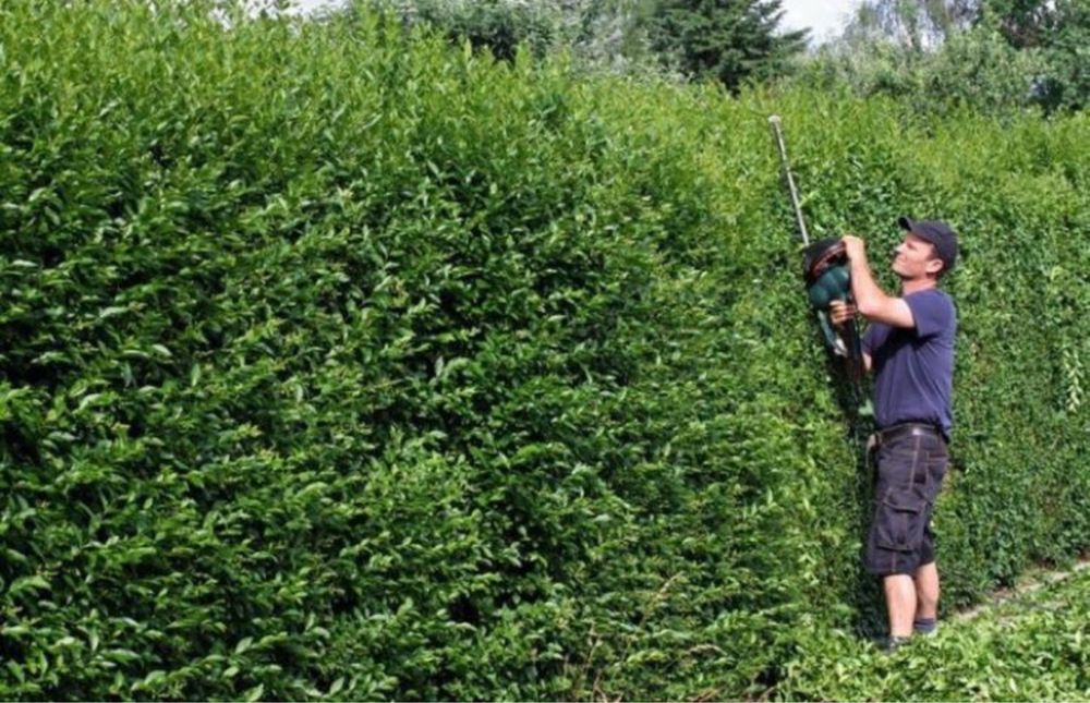 Gard Viu Ligustrum / Lemn Cainesc / Carpen