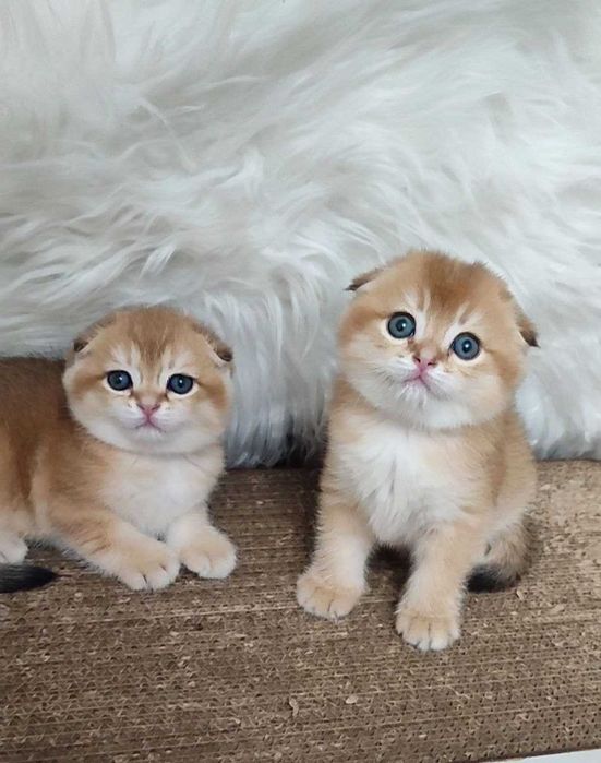 котенок скотиш фолд девочка золотая шиншила чистокровная