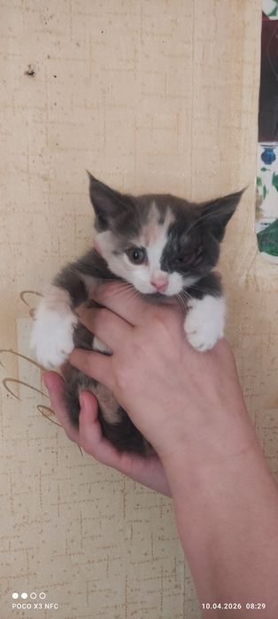 Отдам котят в добрые руки!