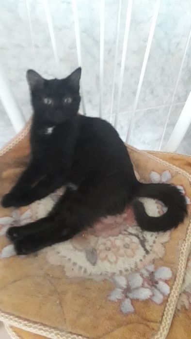 Девочка "Клякса", 4 месяца, ласковая в добрые руки