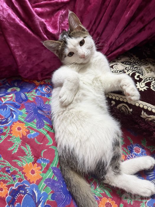 Пристраивается бесплатно котенок девочка.