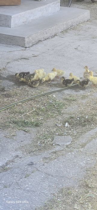 Rațe mute boboci