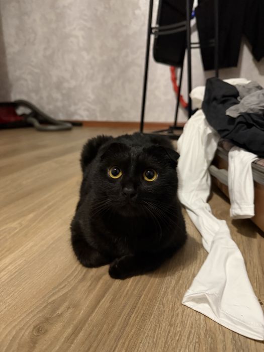 Продам кота в хорошие руки