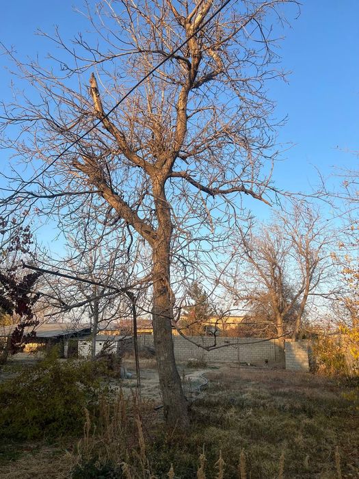 Продам деревья на дрова