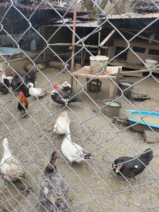 Razvad - Targoviste. Vand rate si ratoi mute, lesesti