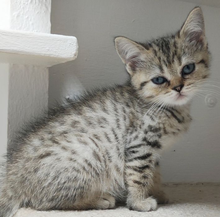 ОчаРоваШки КоШечки_ ШотлАндСкиЕ