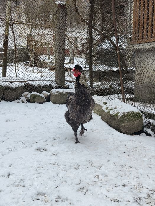 Cocoș moțat dau la schimb.